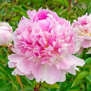 Eden's Perfume Peony