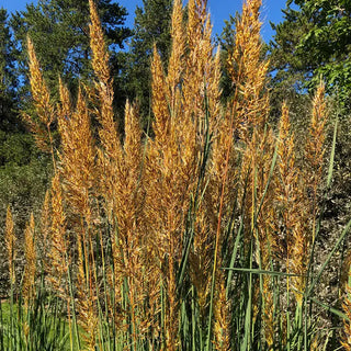 Golden Sunset™ Yellow Prairie Grass