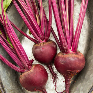 Bohan Hybrid Beet