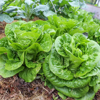 Xalbadora Mini Romaine Lettuce