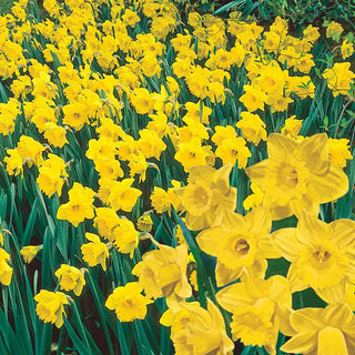 Yellow Naturalizing Daffodils