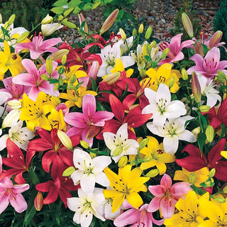 Carpet Border Lily Mixture