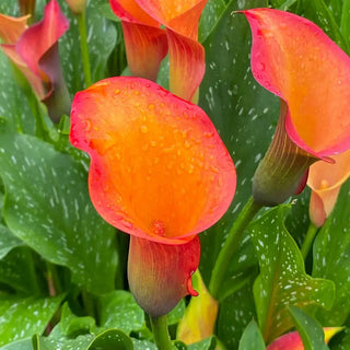 Morning Sun Calla Lily