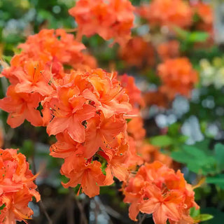 Mandarin Lights Hardy Azalea