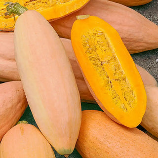 Pink Banana Jumbo Winter Squash