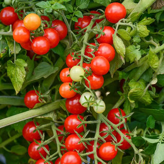 Candyland Red Tomato