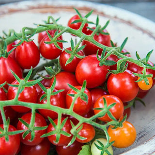 Candyland Red Tomato