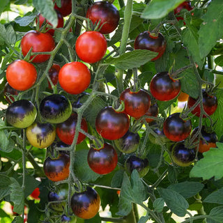 Midnight Snack Hybrid Tomato