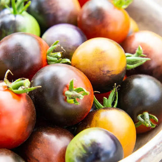 Midnight Snack Hybrid Tomato