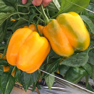 Delray S10® Hybrid Sweet Pepper