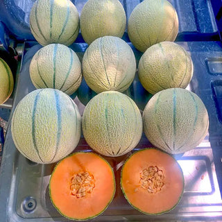 Anna's Charentais Hybrid Cantaloupe