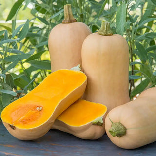 Waltham Butternut Improved Winter Squash