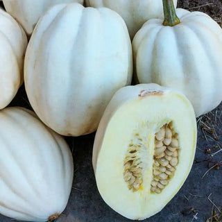 Mashed Potatoes Hybrid Winter Squash