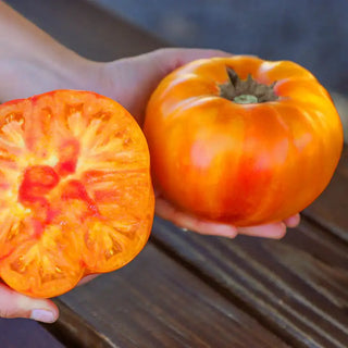 Buffalosun Hybrid Tomato