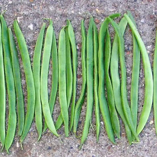 Aintree Runner Bean