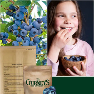 Gurney's® Buckets of Berries Bundle