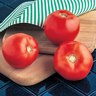 Mountain Spring Hybrid Tomato