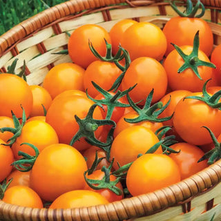 Sungold Hybrid Cherry Tomato