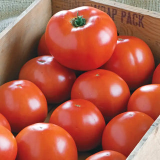 BHN-1021 Hybrid Tomato