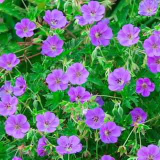 Rozanne Hardy Geranium