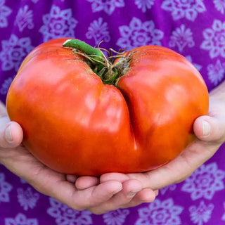 Gurney's® Ruby Monster Hybrid Tomato