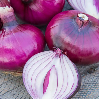 Red Zeppelin Onion