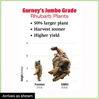 Chipman's Canada Red Rhubarb Plant