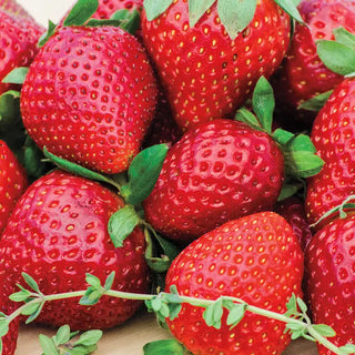 Wendy Junebearing Strawberry Plant