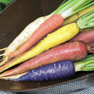 Sunset Carrot Mix