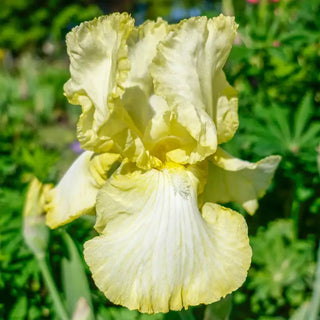 Summer Olympics Reblooming Bearded Iris