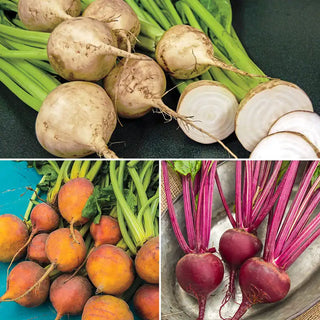 Red, White & Gold Beet Mix