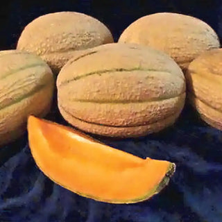 Hannah's Choice Hybrid Cantaloupe Seed