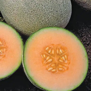 Ambrosia Hybrid Cantaloupe Seed