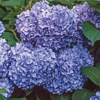 Penny Mac Reblooming Hydrangea Plant