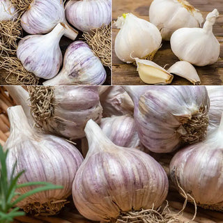 Gurney's Garlic Lovers Trio