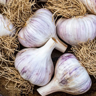 Gurney's Garlic Lovers Trio