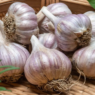 Gurney's Garlic Lovers Trio