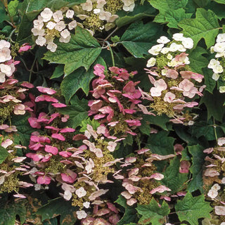 Pee Wee Hydrangea