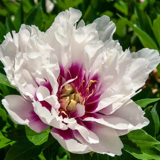 Cora Louise Itoh Peony