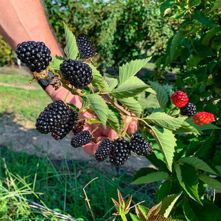 Sweet Giant Blackberry