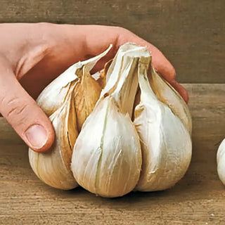 Ultimate Garlic Lovers Bundle