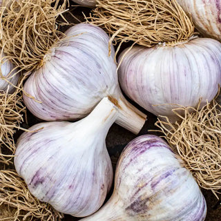 Ultimate Garlic Lovers Bundle