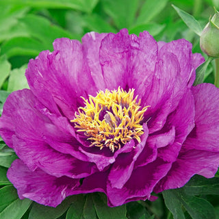 Morning Lilac Itoh Peony