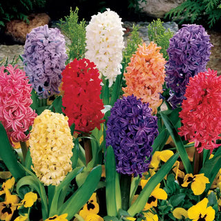 Hyacinth Mixed