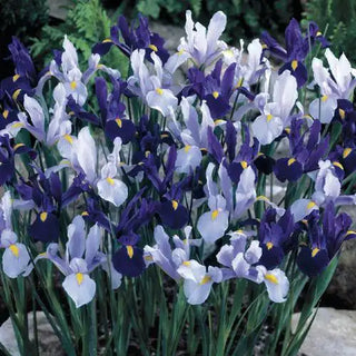 Blue & White Dutch Iris Blend