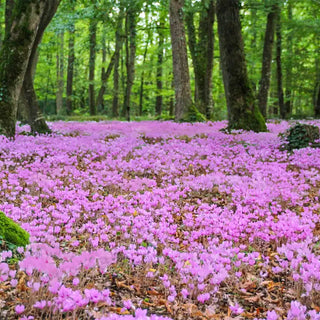 Hardy Cyclamen Bulb for Naturalizing