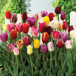 Triumph Tulip Mix