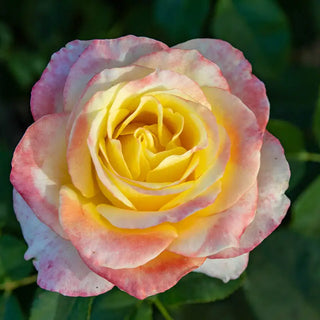 Make Me Blush™ Hybrid Tea Rose