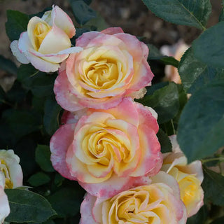 Make Me Blush™ Hybrid Tea Rose