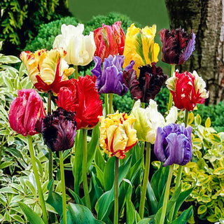 Parrot Tulip Mix